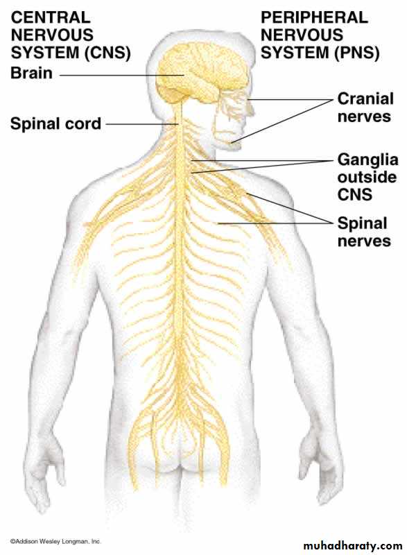 Introduction to Neurology