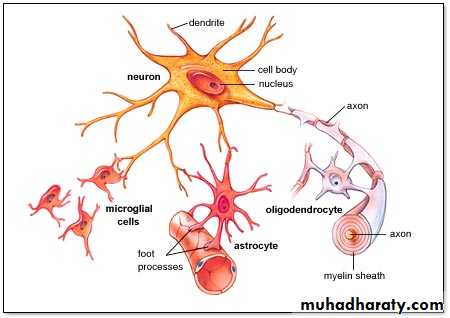 Introduction to Neurology