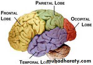 Introduction to Neurology