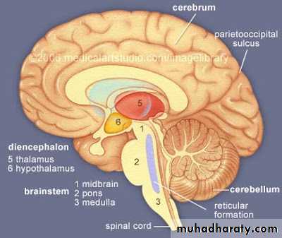 Introduction to Neurology