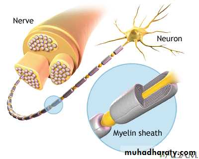 Peripheral nerve disease PNP