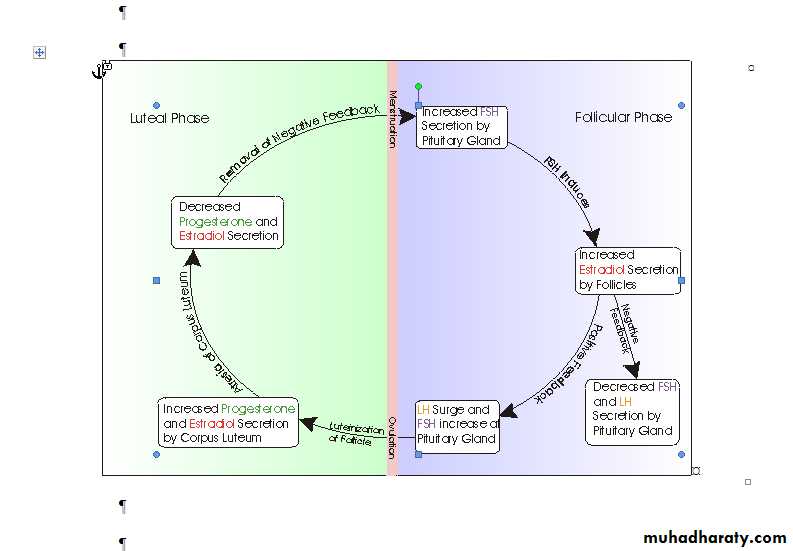 Physiology of the Menstrual Cycle