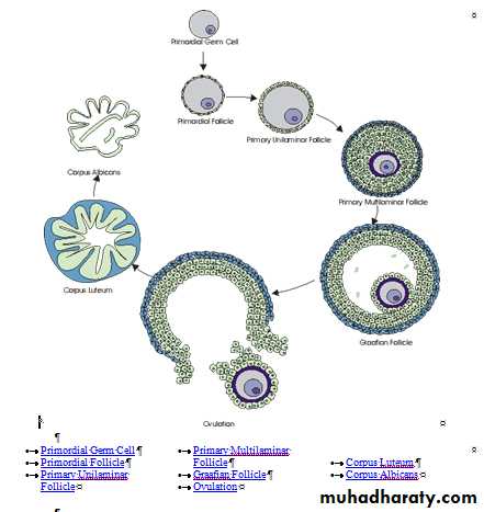 Physiology of the Menstrual Cycle