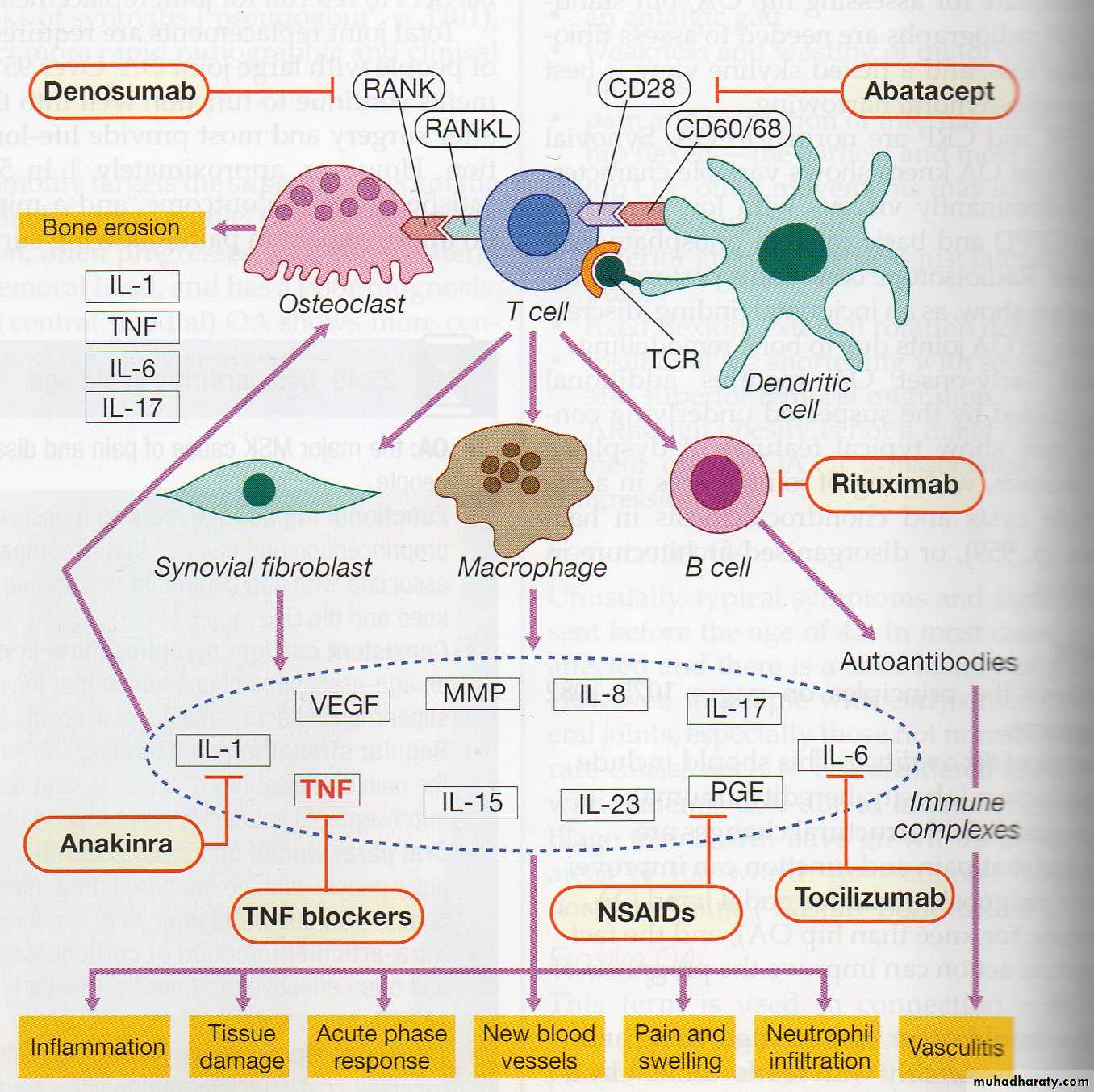 Immunosuppressive Therapy