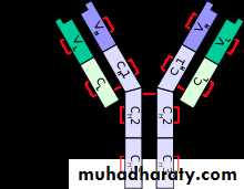 autoimmunity