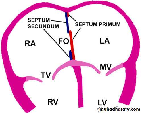 Cardiovascular System