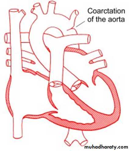 Cardiovascular System