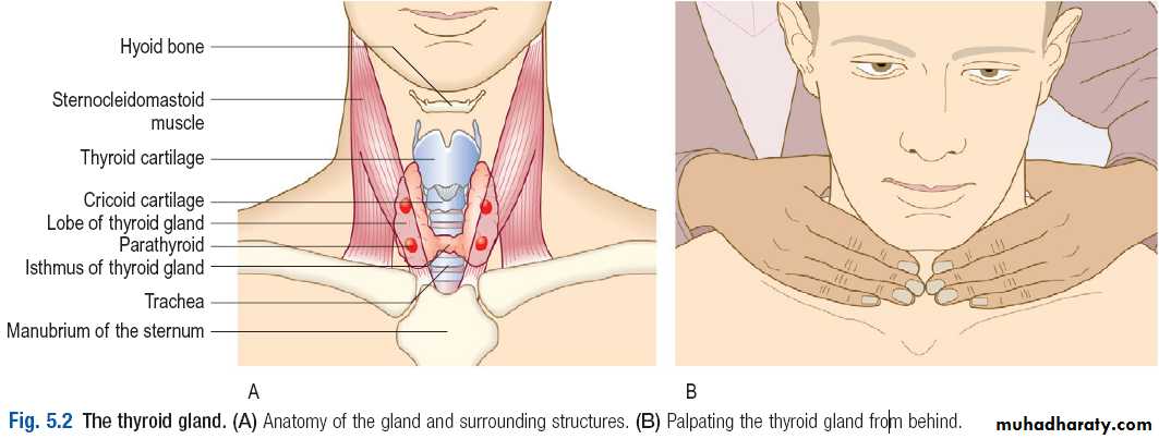 Macleods Clinical Examination 13th edition