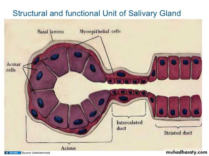 histology