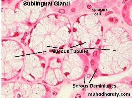 histology
