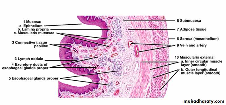 histology