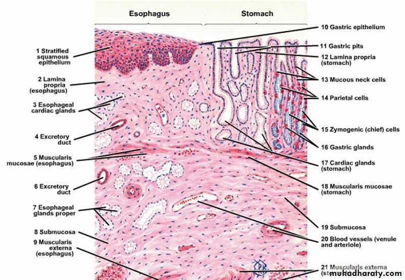 histology