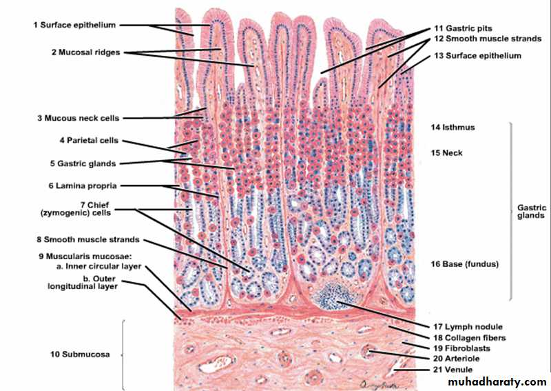 histology