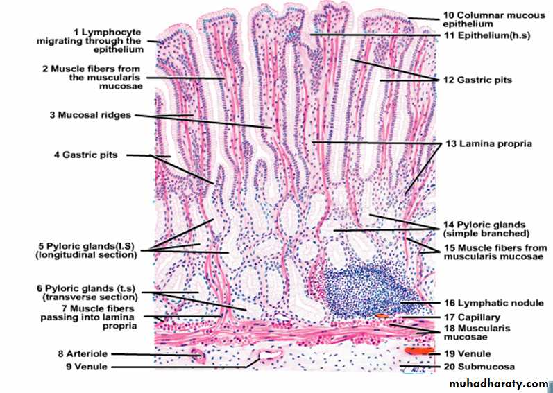 histology