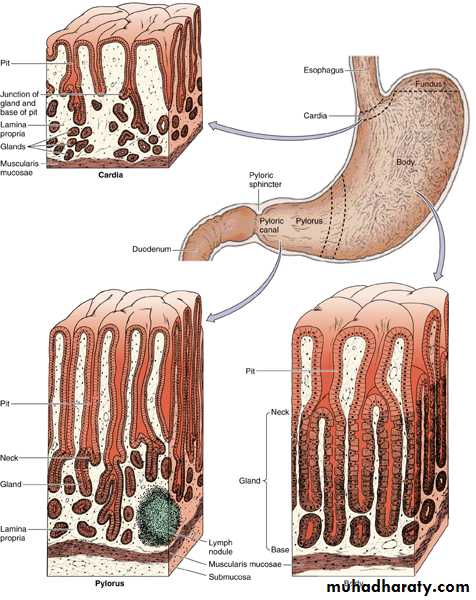 histology