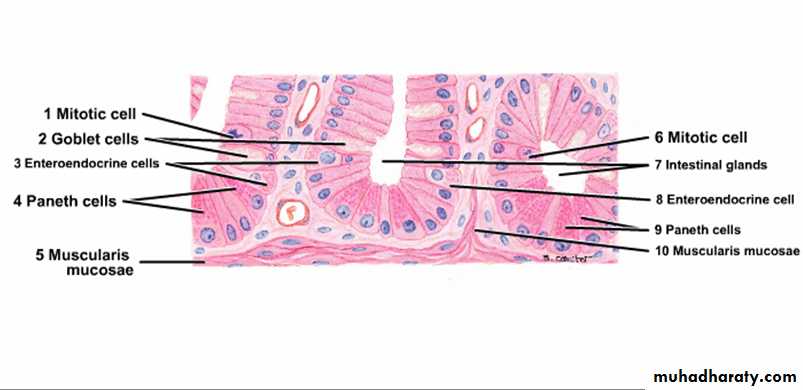 histology