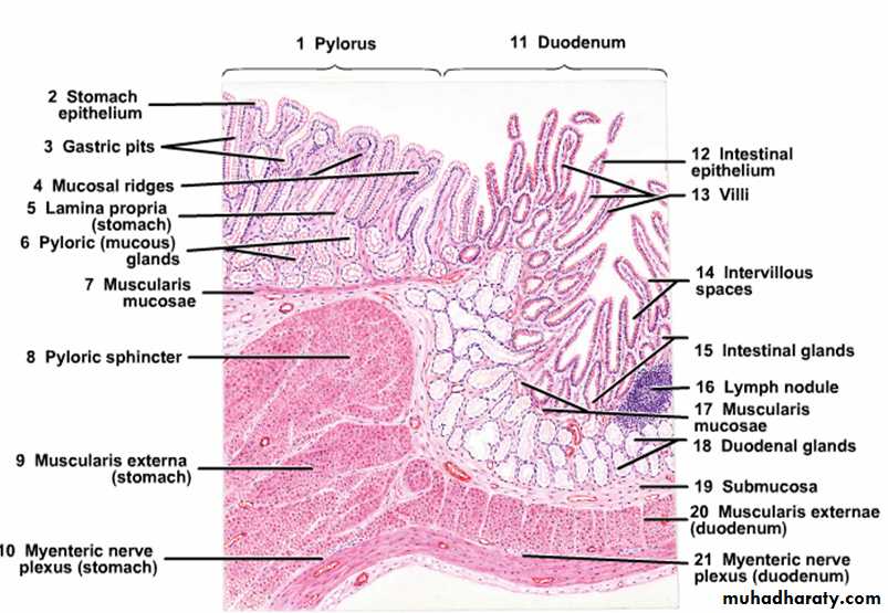 histology