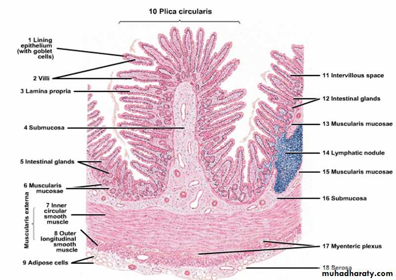 histology