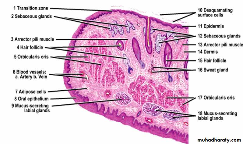 histology