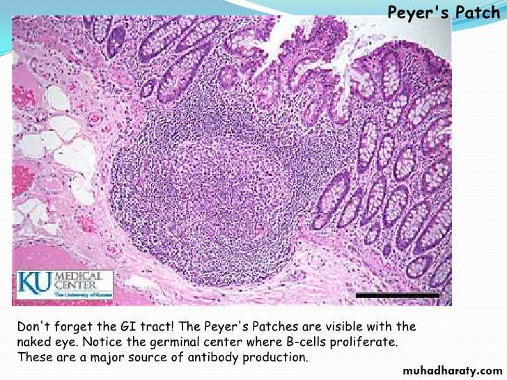 histology
