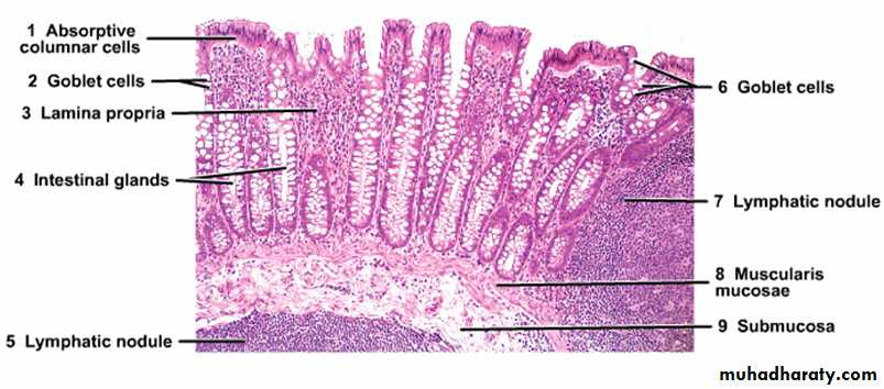 histology