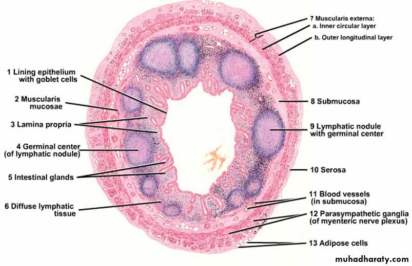 histology