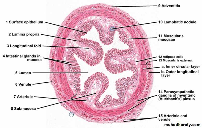 histology