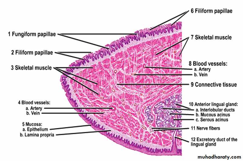 histology
