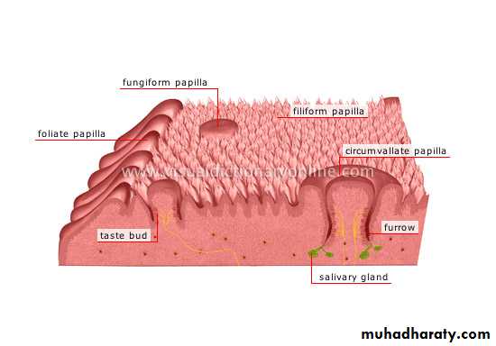 histology