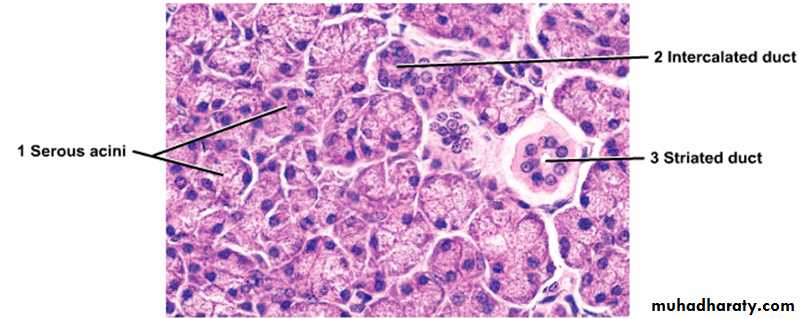 histology