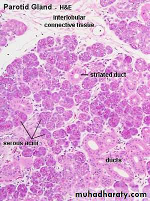 histology