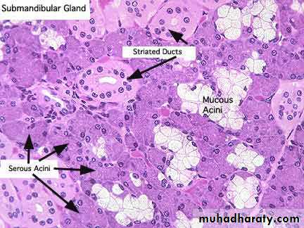 histology