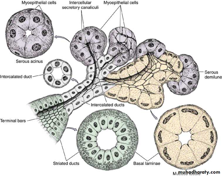 histology