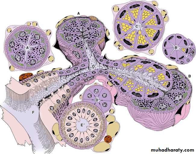 histology