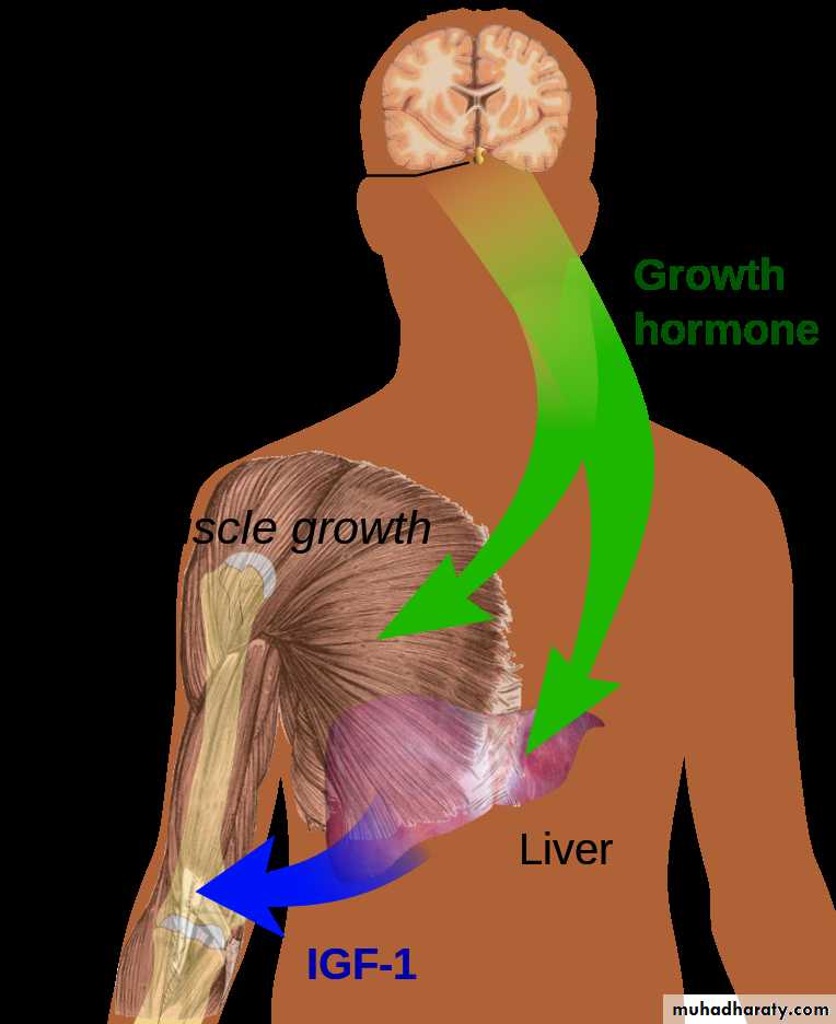 hormones