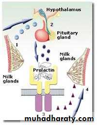 hormones