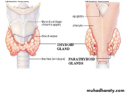 hormones