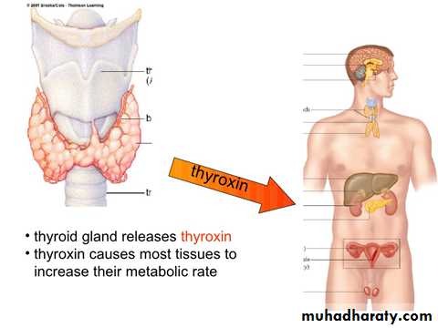 hormones