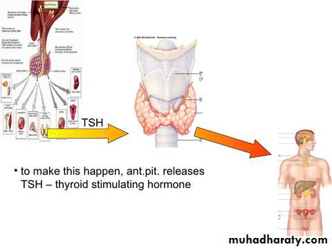 hormones