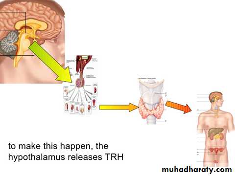 hormones