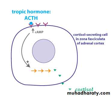 hormones