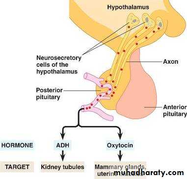 hormones