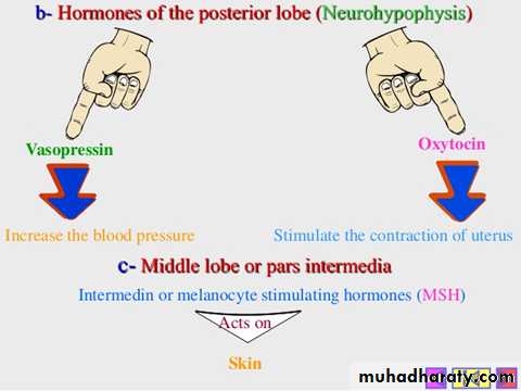 hormones
