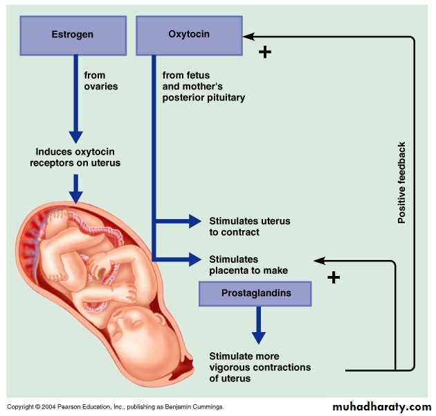 hormones