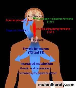 hormones