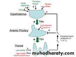 hormones