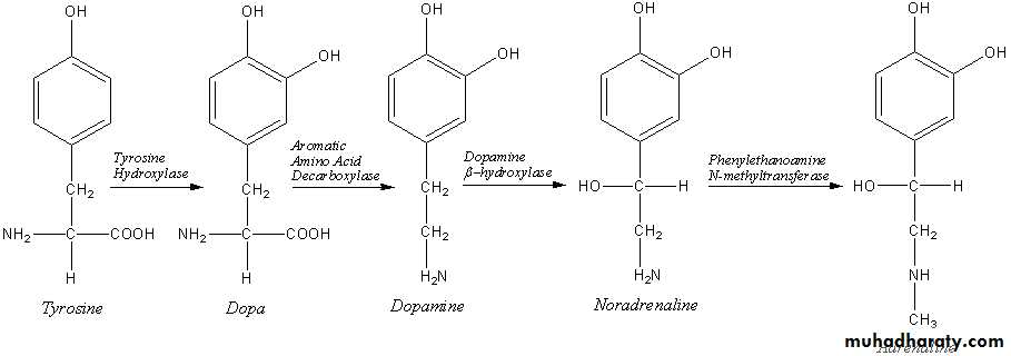hormones