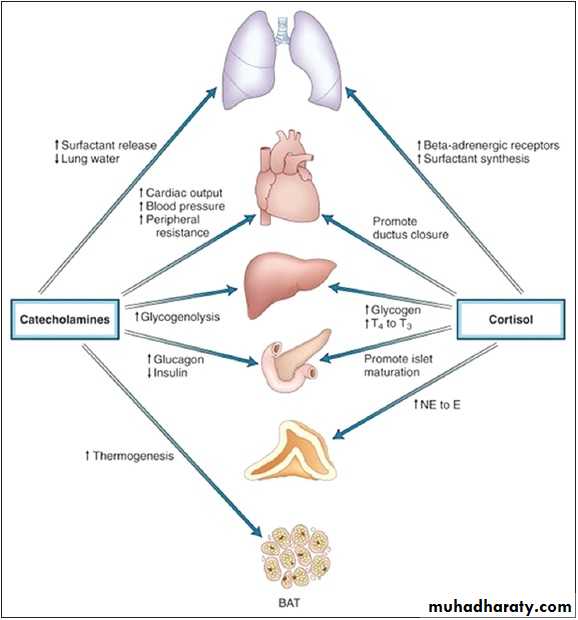 hormones
