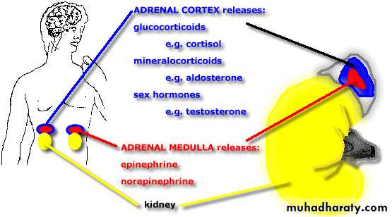 hormones