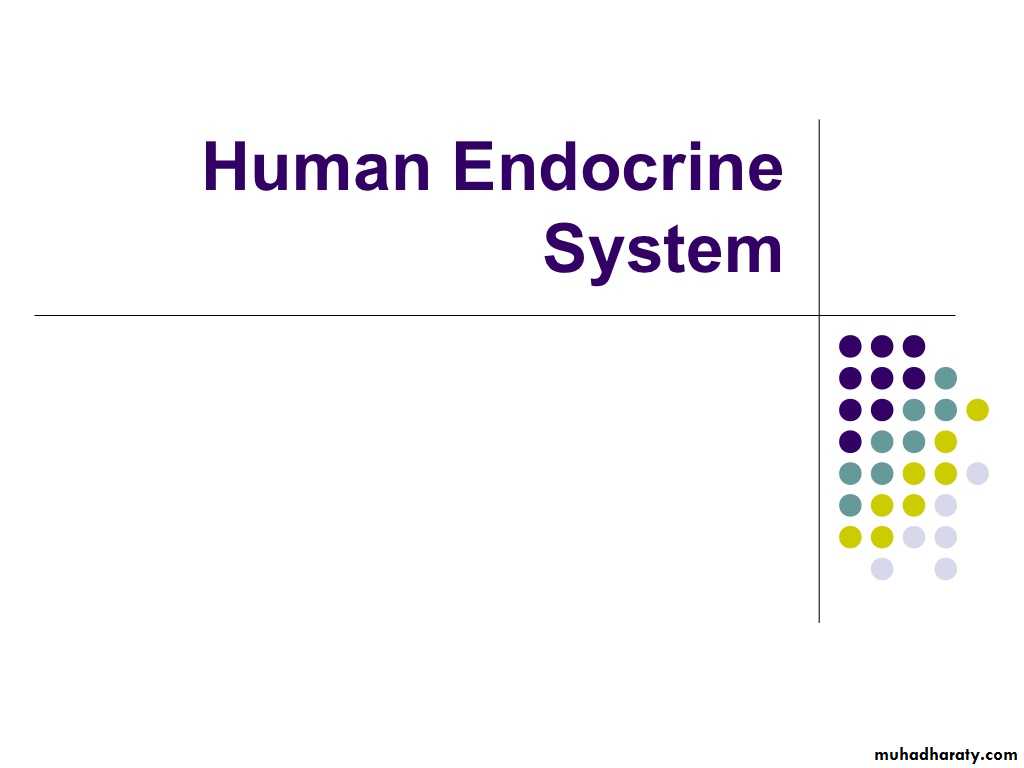 human endocrine system